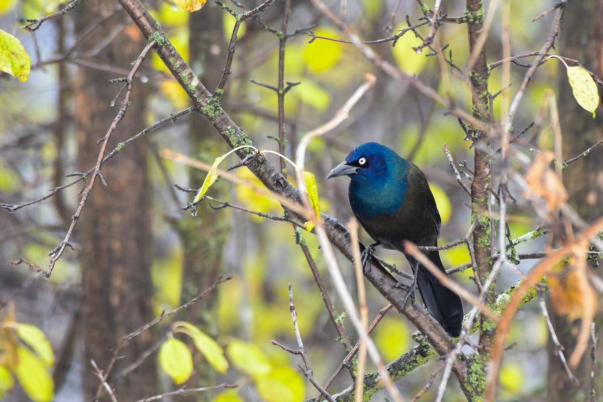 Common Grackle - ML645236479
