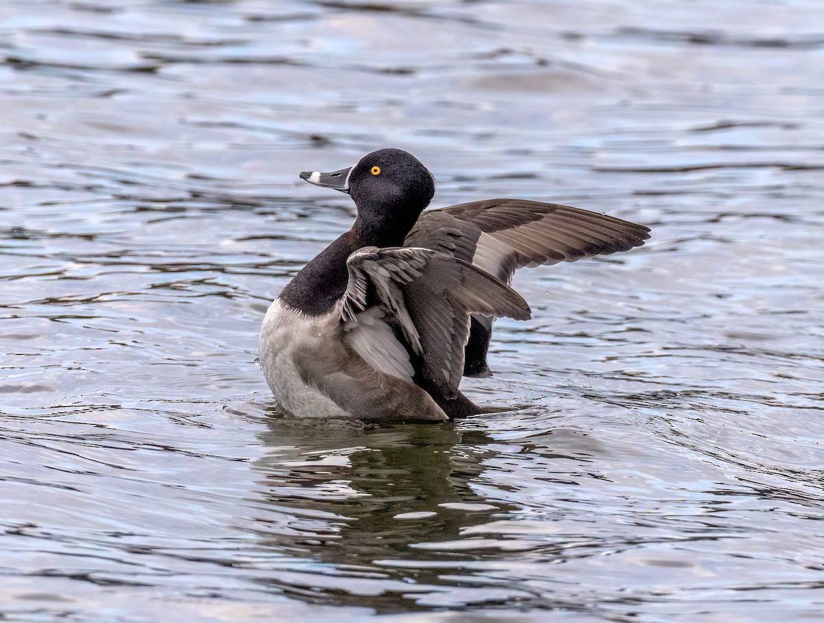 Moretta dal collare - ML645236481