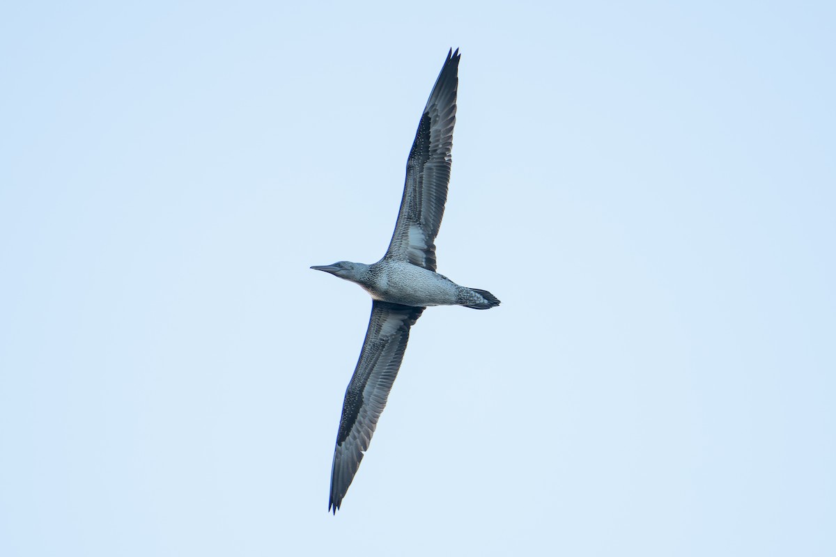 Northern Gannet - ML645236500
