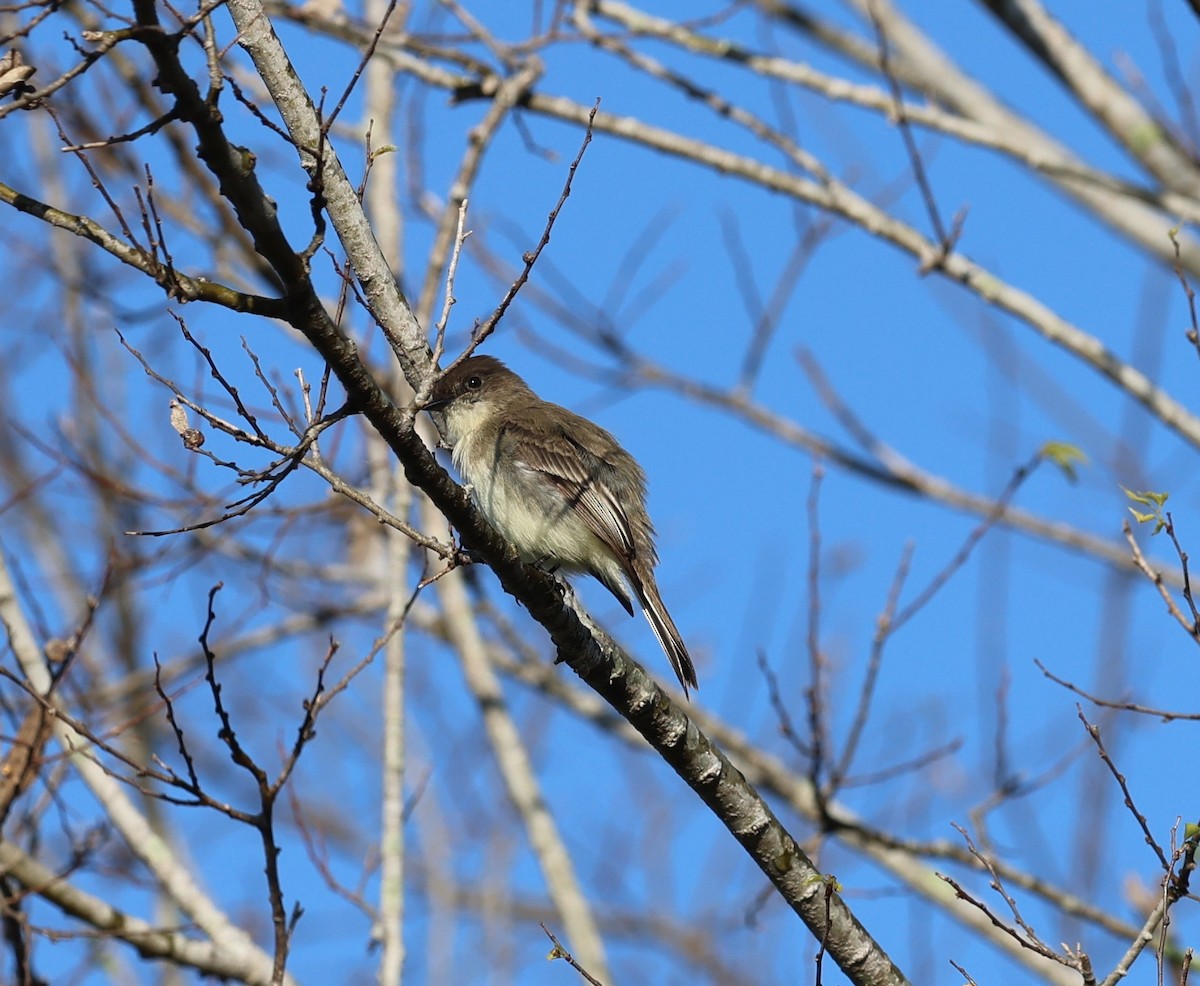 Weißbauch-Phoebetyrann - ML645236503