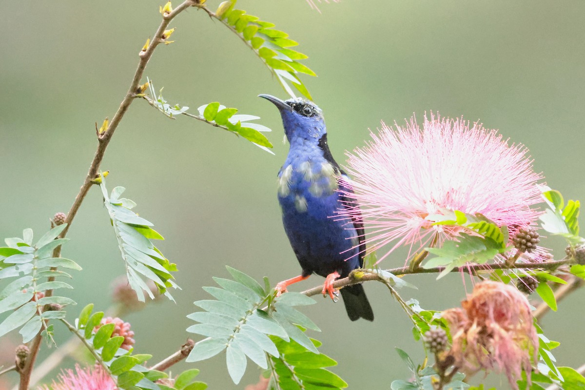 Red-legged Honeycreeper - ML645236517