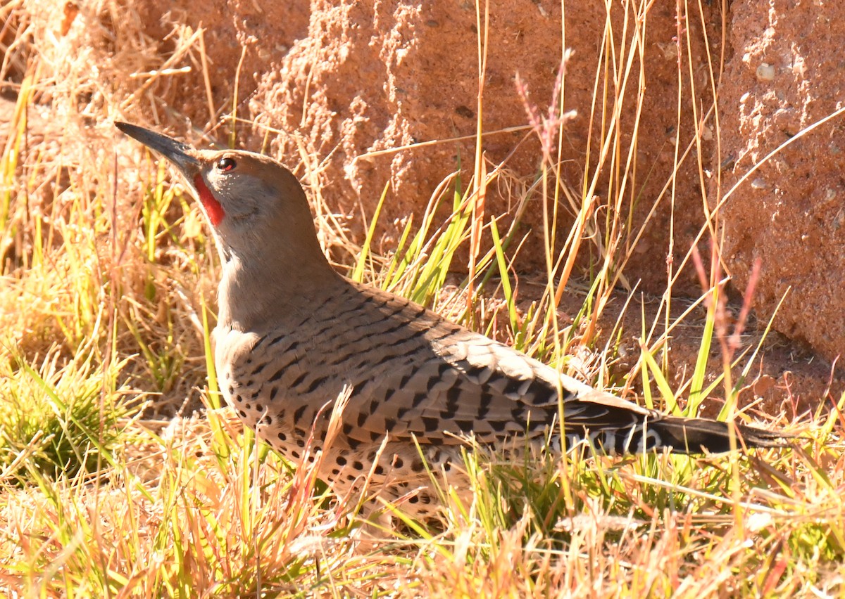 datel zlatokřídlý - ML645236524