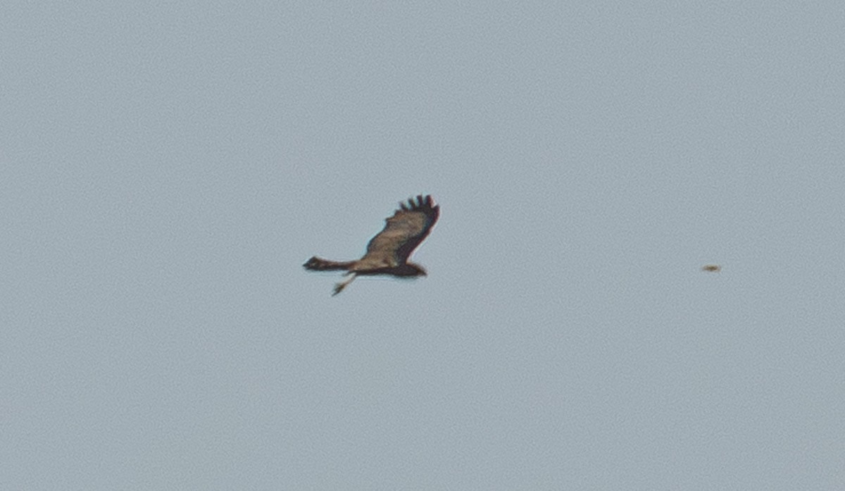 Spotted Harrier - ML645236527