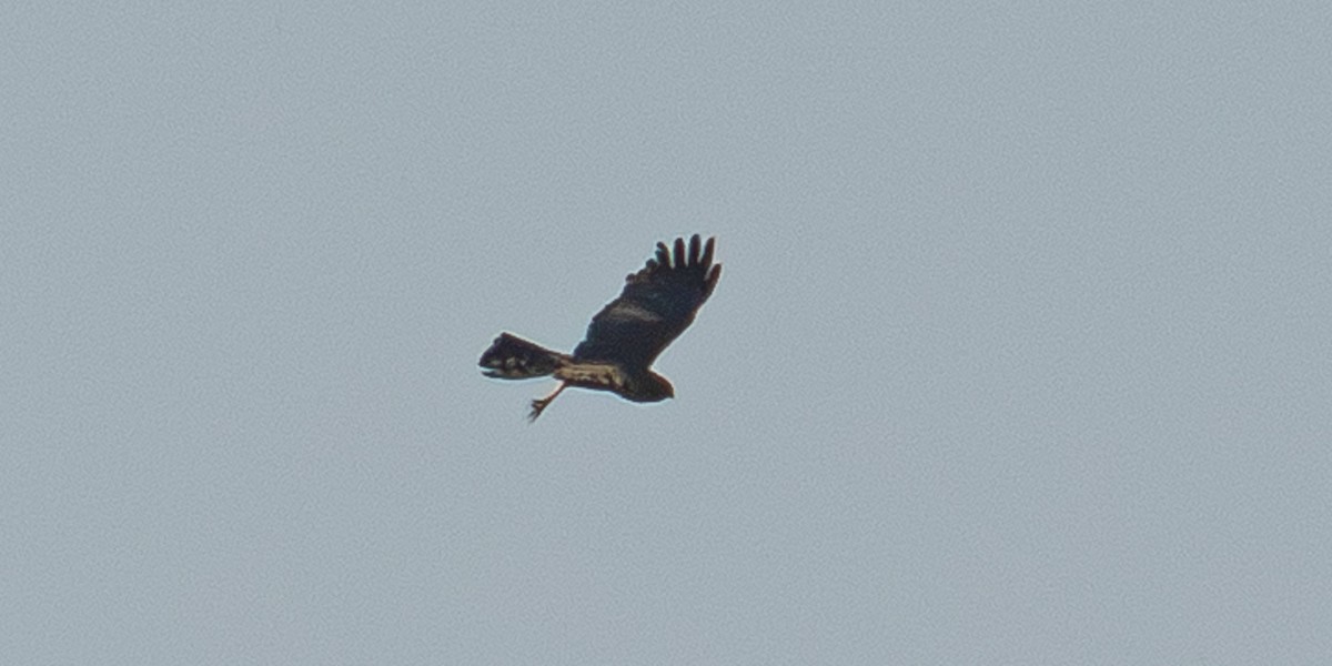 Spotted Harrier - ML645236528