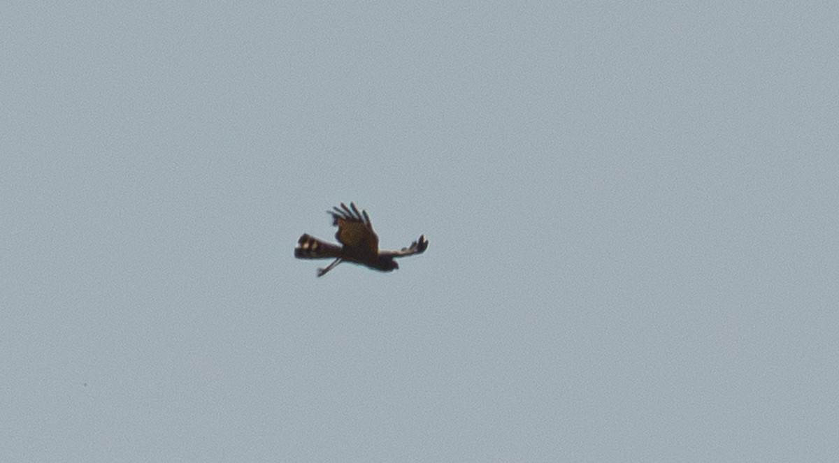 Spotted Harrier - ML645236529