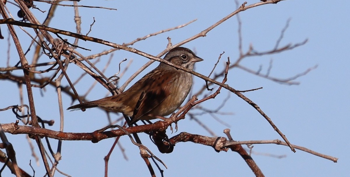 Bruant des marais - ML645236540