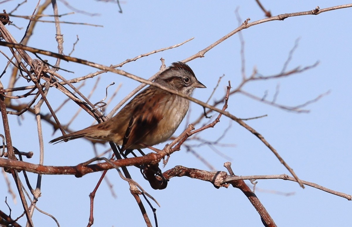 Bruant des marais - ML645236541