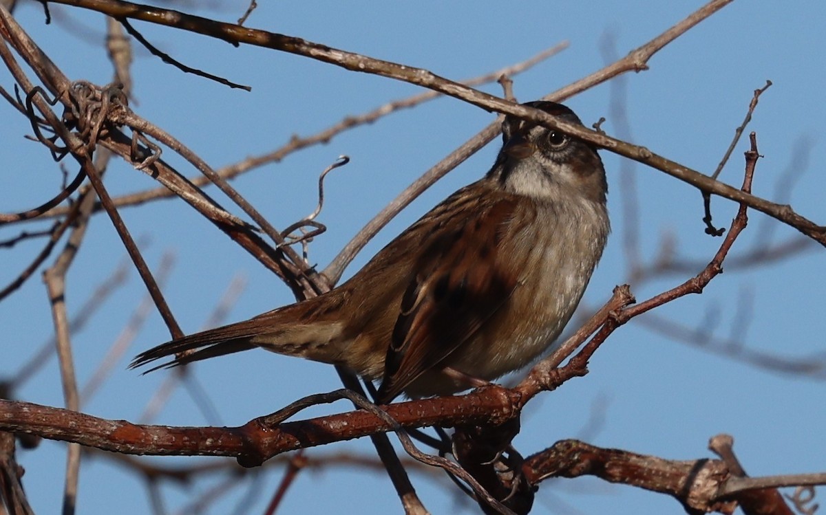 Bruant des marais - ML645236542