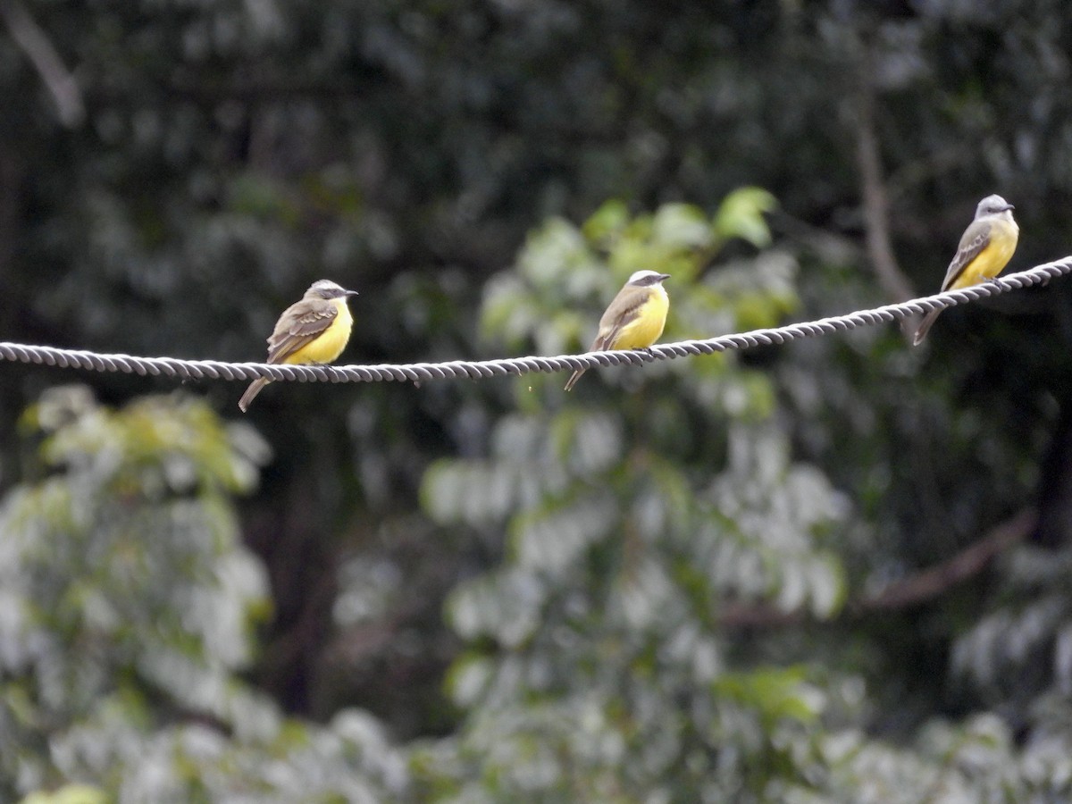 Sosyal Tiran - ML645236545