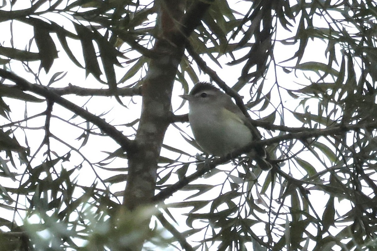 Brown-capped Vireo - ML645236553