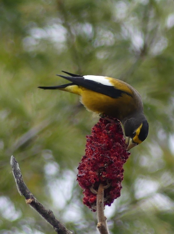 Evening Grosbeak - ML645236570