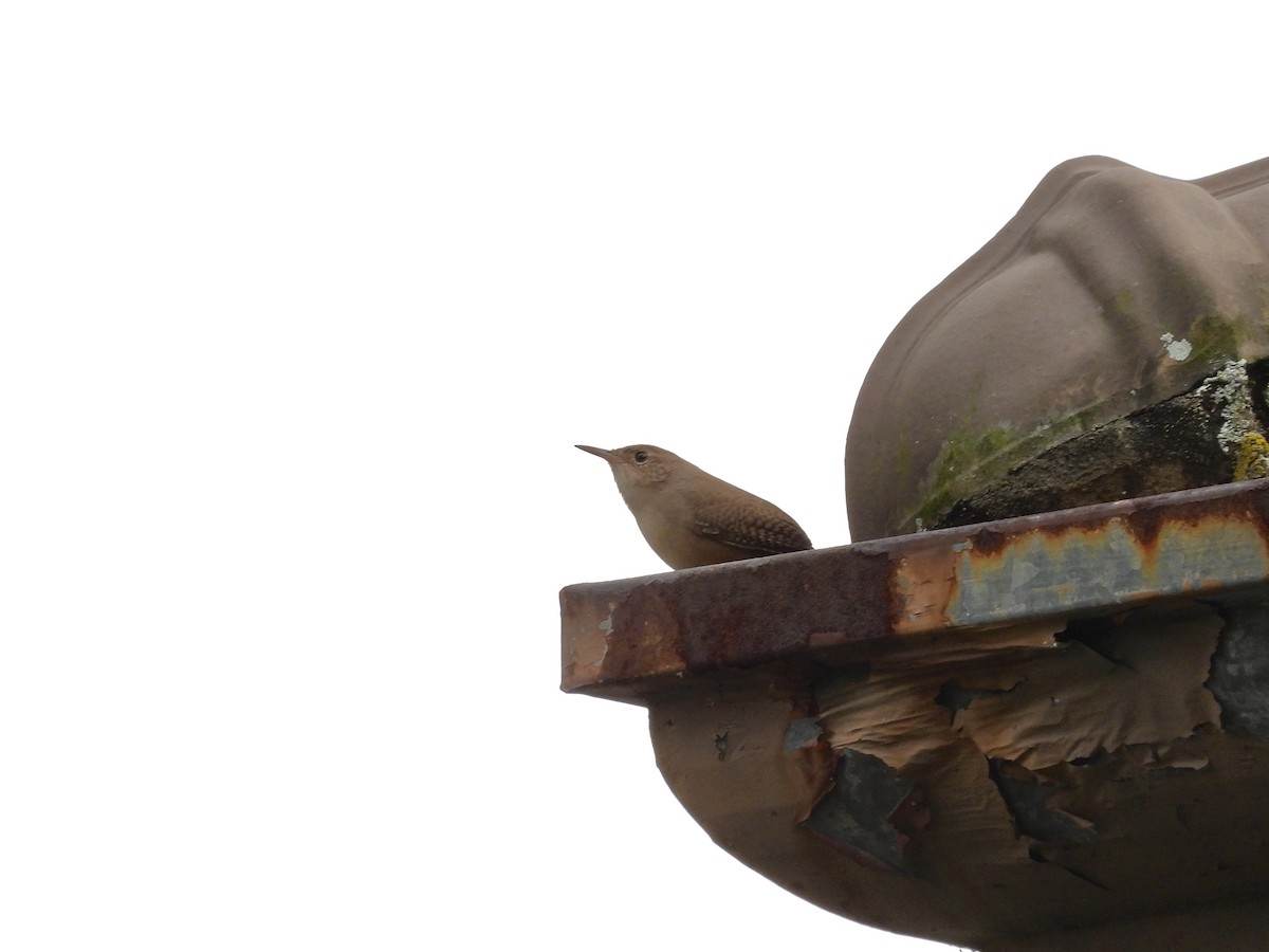 Southern House Wren - ML645236576