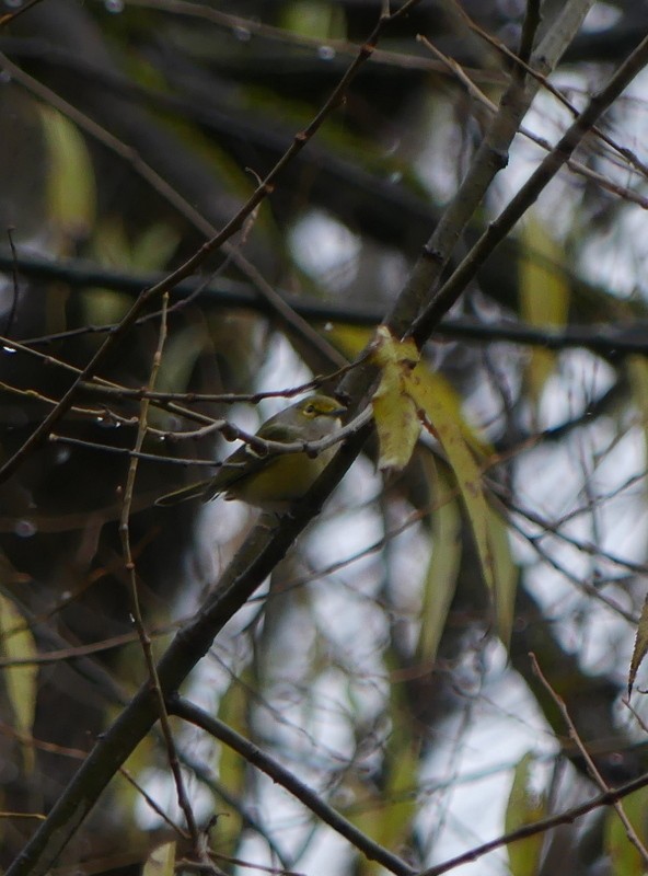 White-eyed Vireo - ML645236590