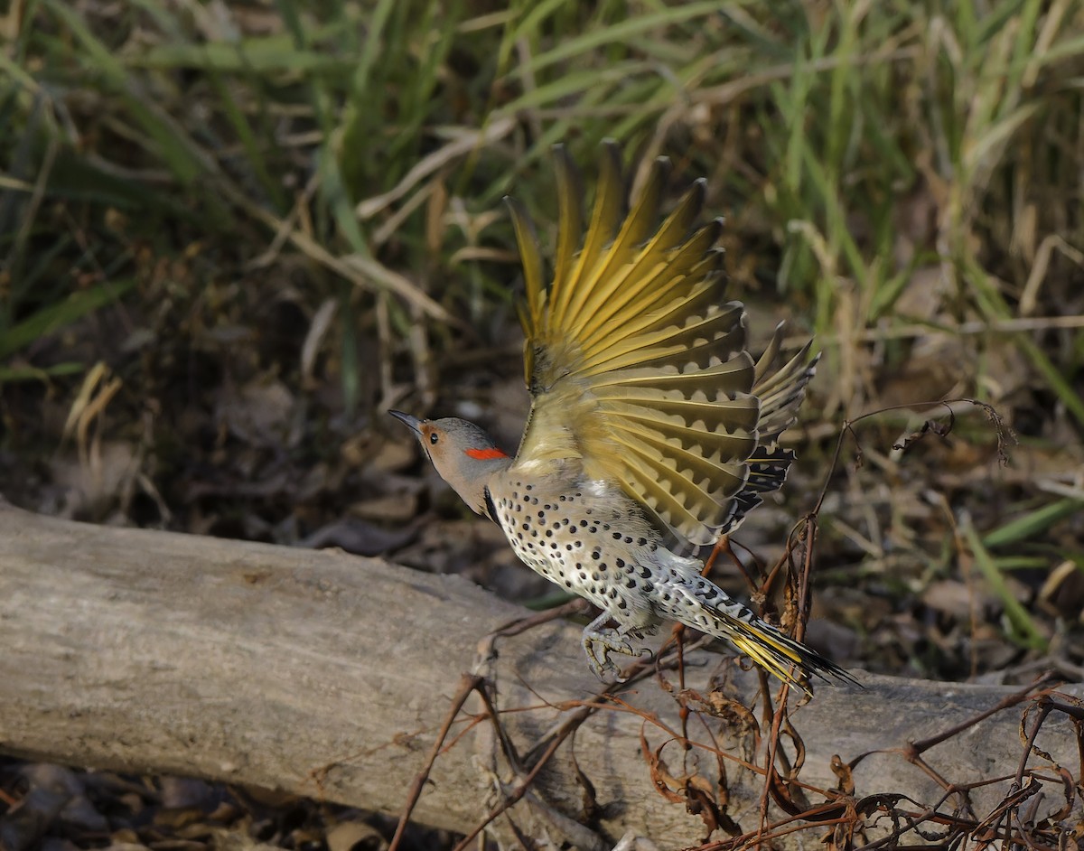 Northern Flicker - ML645236591