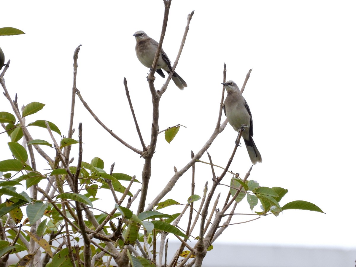 Tropikal Taklitçi - ML645236592