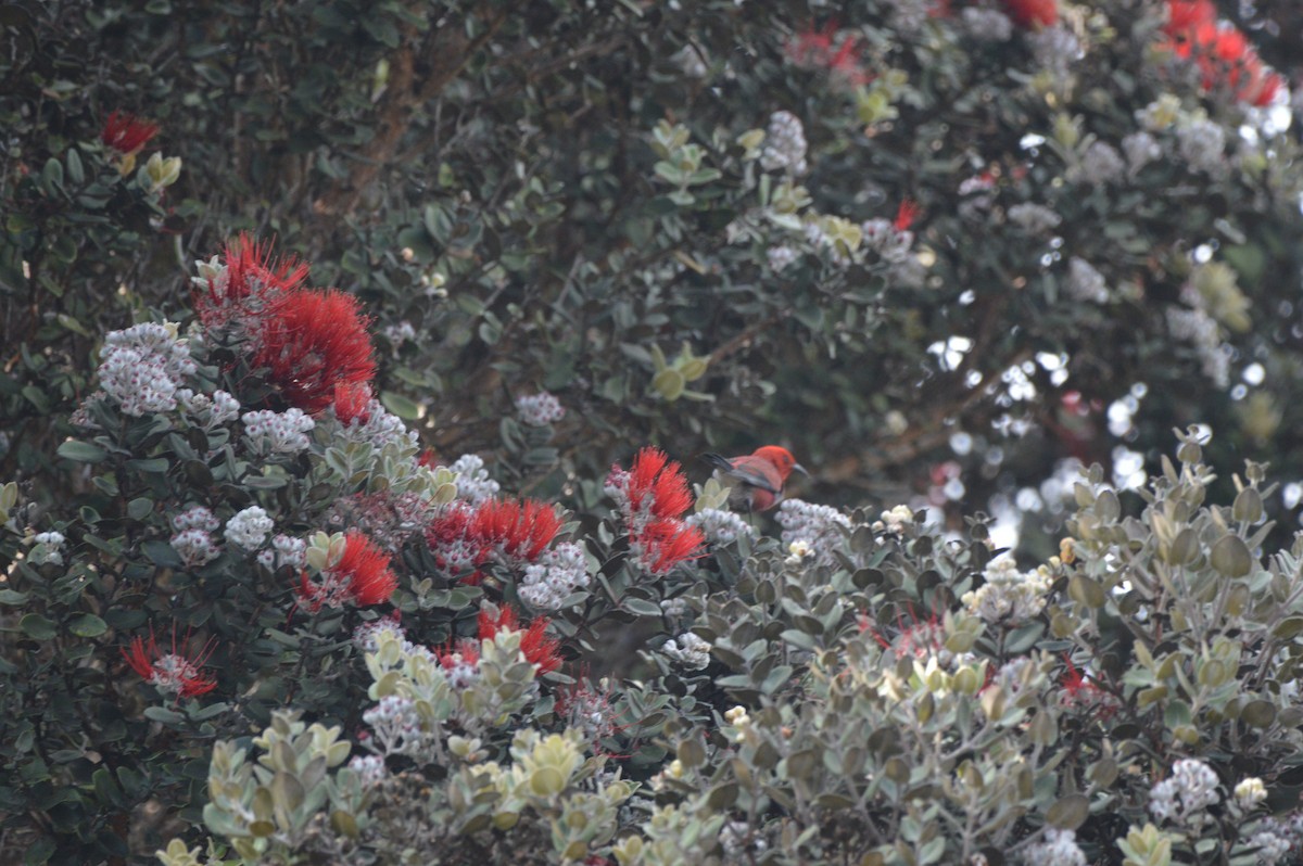 Apapanesi - ML645236602