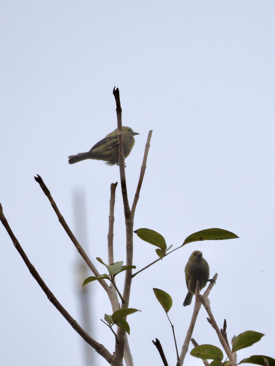 Tangara des palmiers - ML645236604