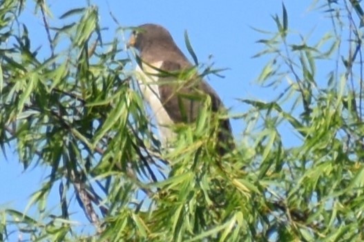 Yol Şahini - ML645236605