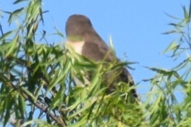 Yol Şahini - ML645236606