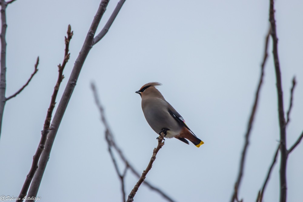 Bohemian Waxwing - ML645236610