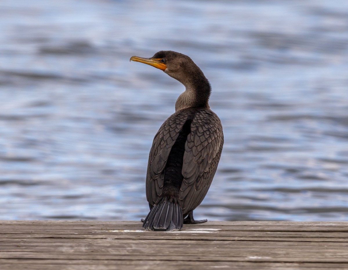 Cormorán Orejudo - ML645236612