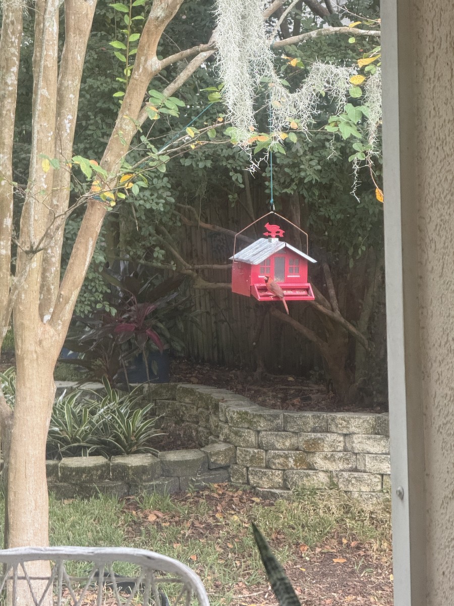 Northern Cardinal - ML645236614