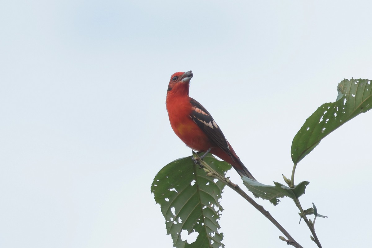 Flame-colored Tanager - ML645236615