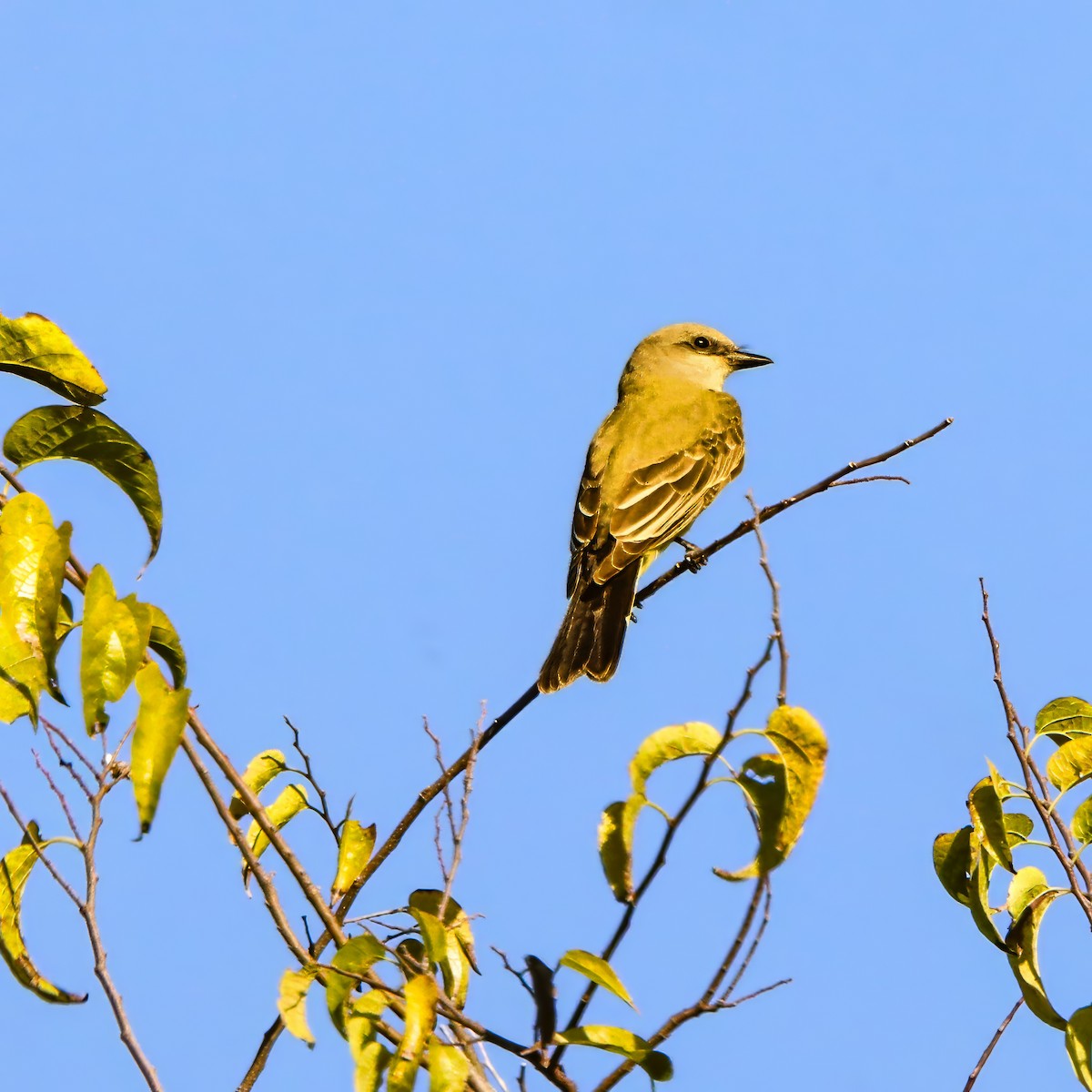 Western Kingbird - ML645236627