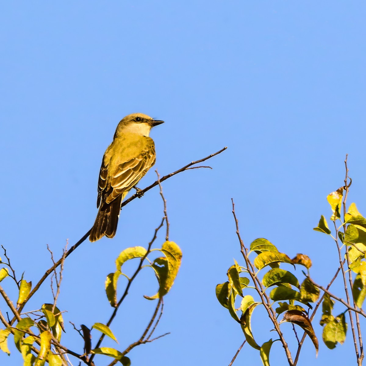Western Kingbird - ML645236628