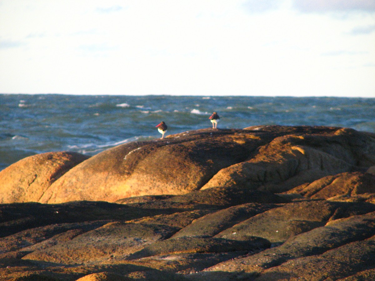 American Oystercatcher - ML645236629