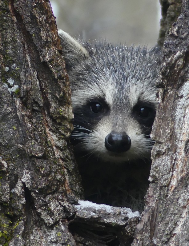 Common Raccoon - ML645236630