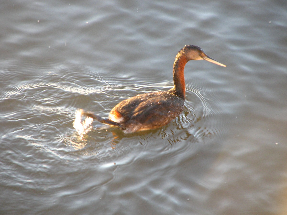 Great Grebe - ML645236638