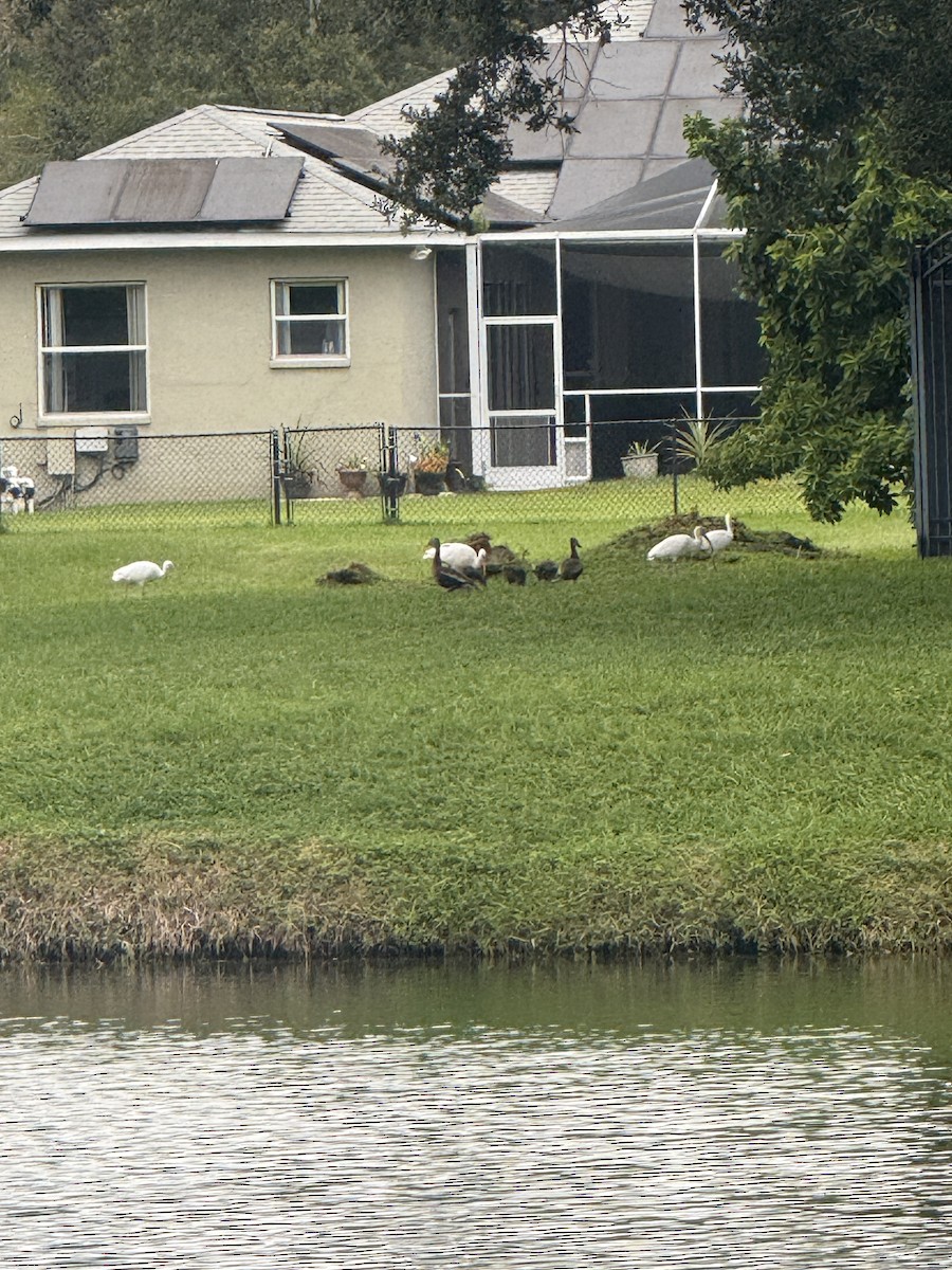 White Ibis - ML645236641