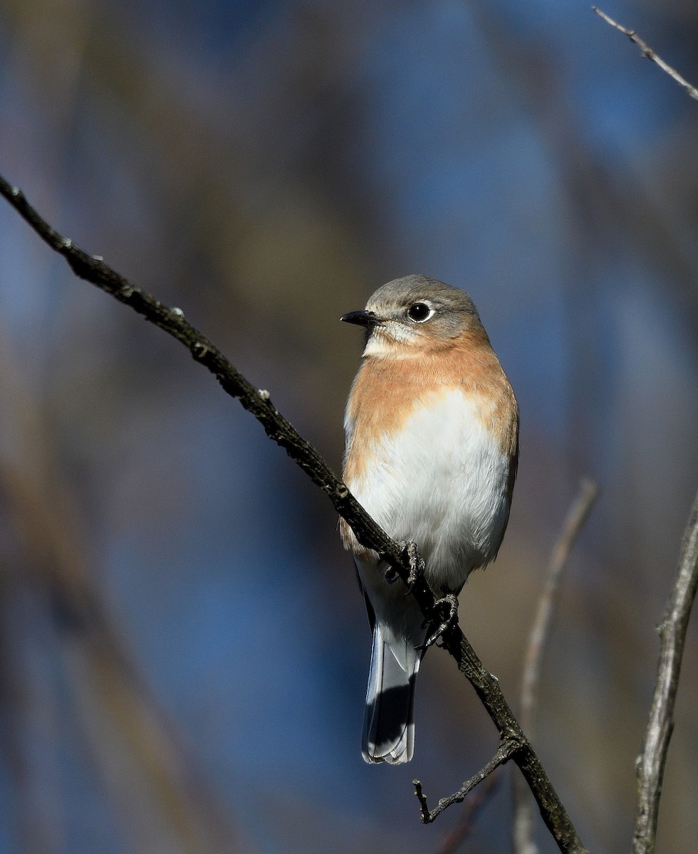 Блакитник східний - ML645236643