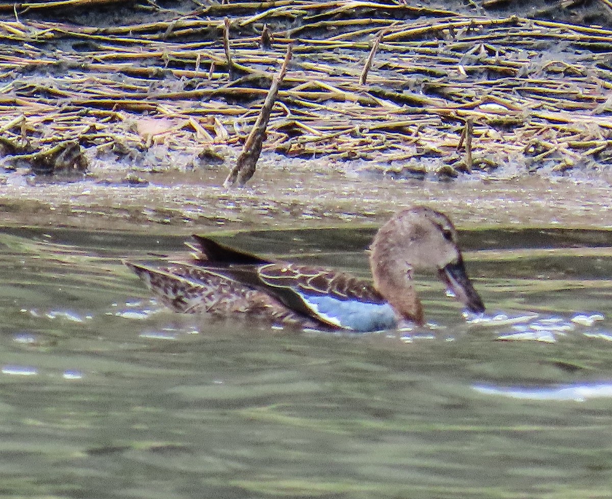 čírka modrokřídlá - ML645236661