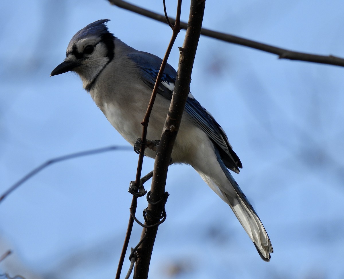 Blue Jay - ML645236664