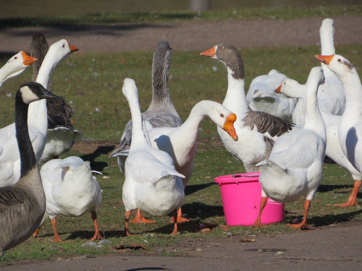 Canada Goose - ML645236666