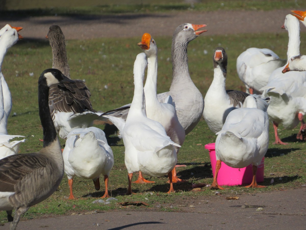 Canada Goose - ML645236667