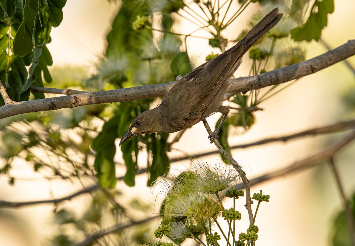 White-gaped Honeyeater - ML645236672