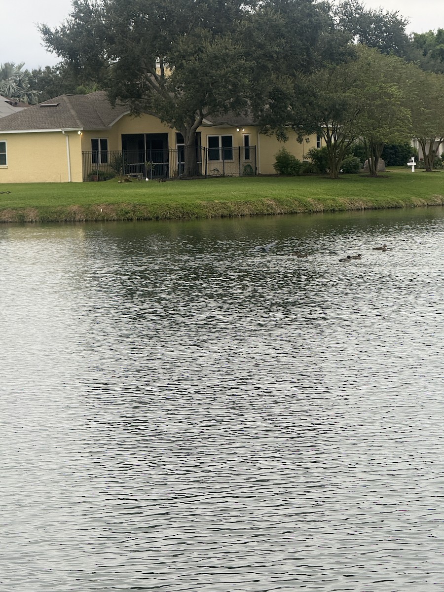 綠頭鴨 - ML645236682