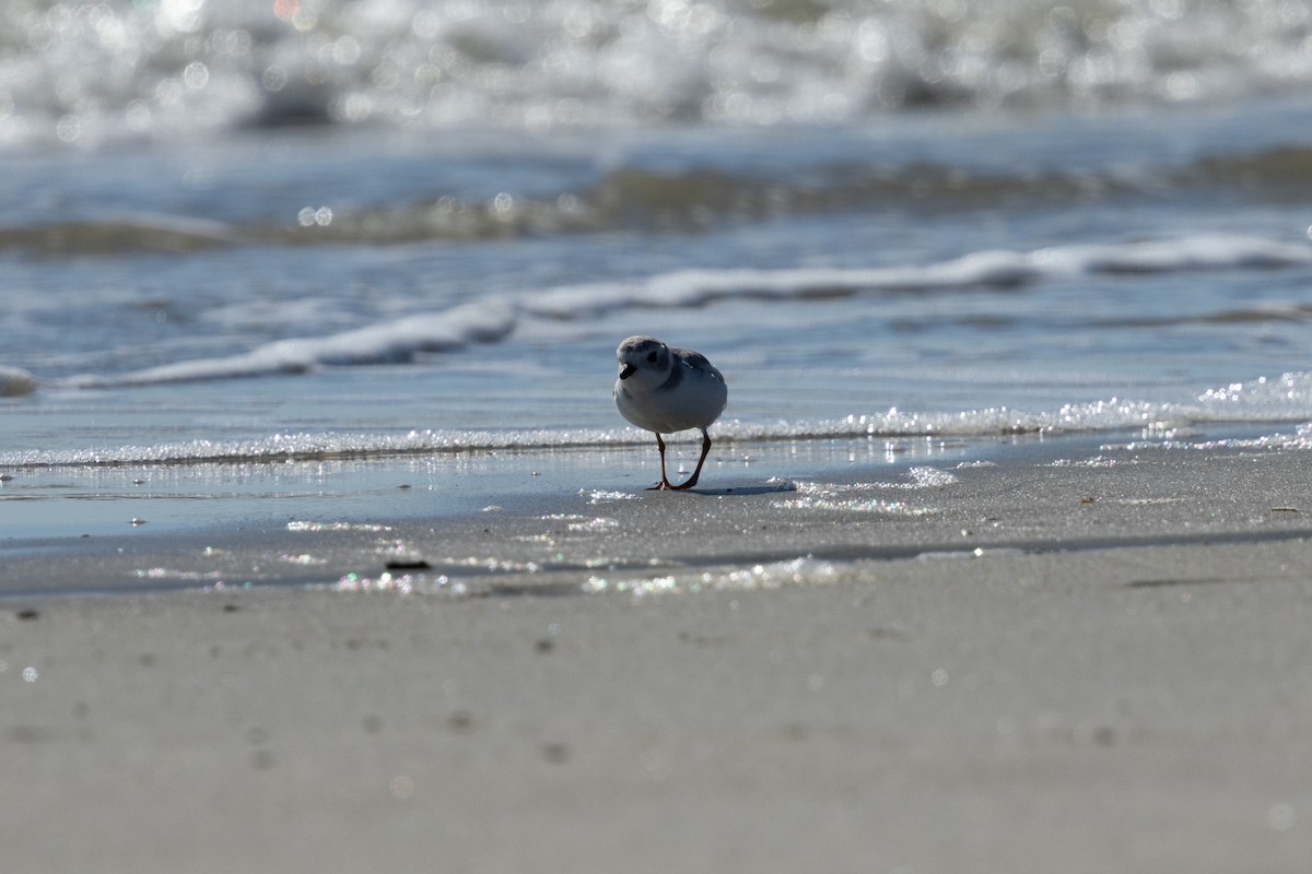 Piping Plover - ML645236683