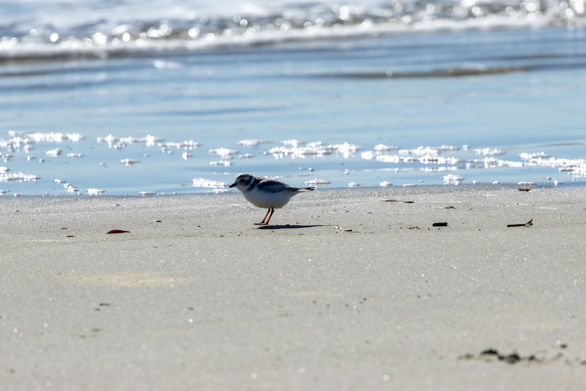 Piping Plover - ML645236684