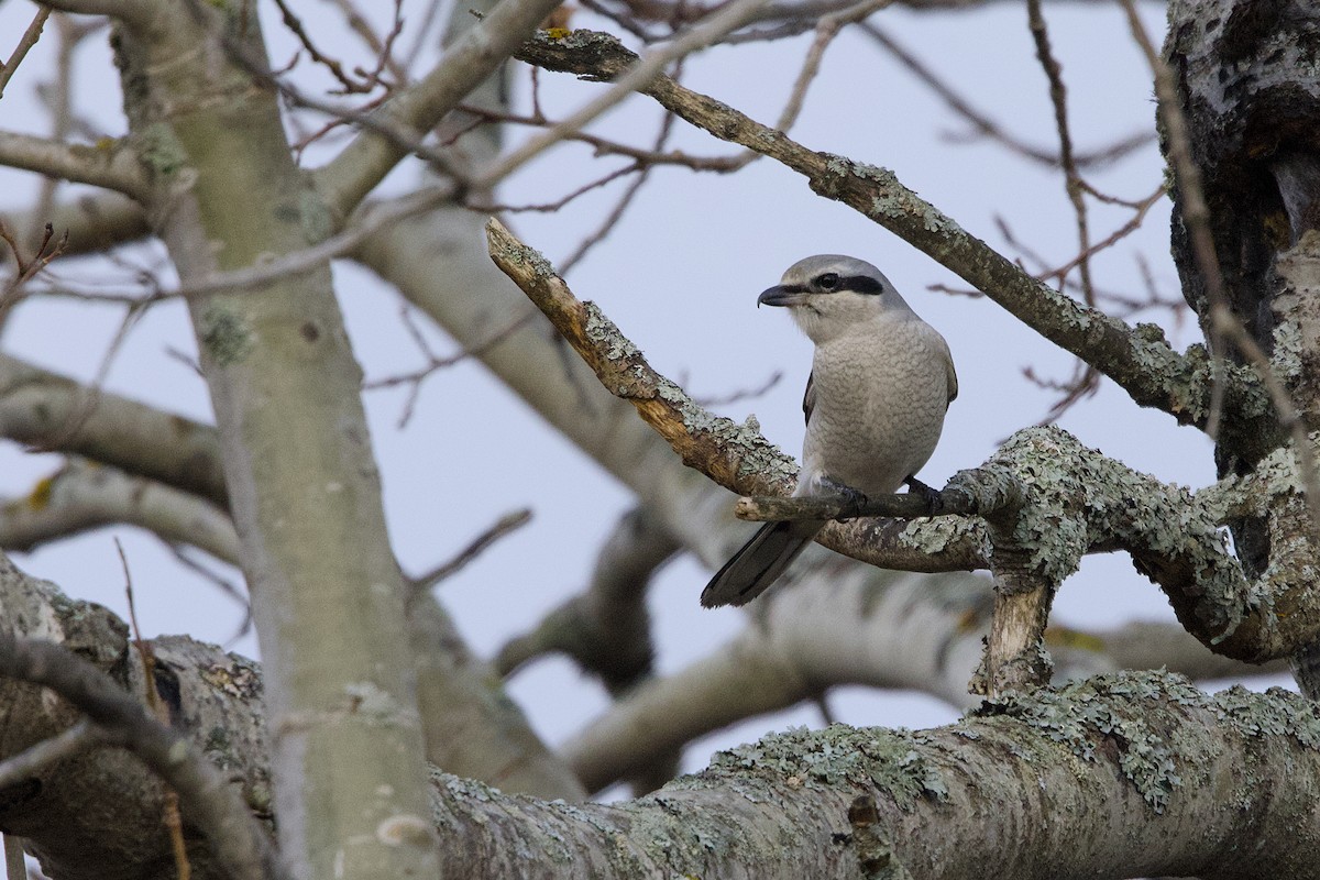 Northern Shrike - ML645236685