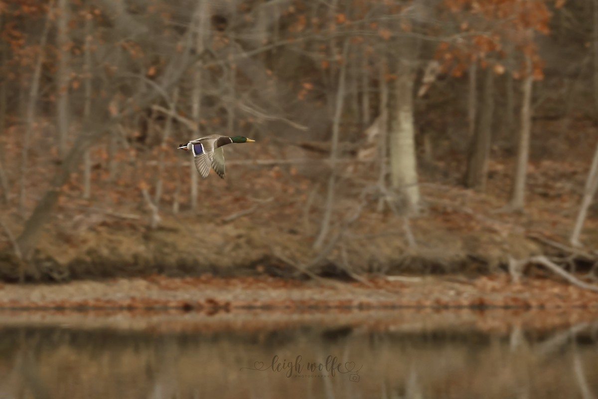 Mallard - ML645236694