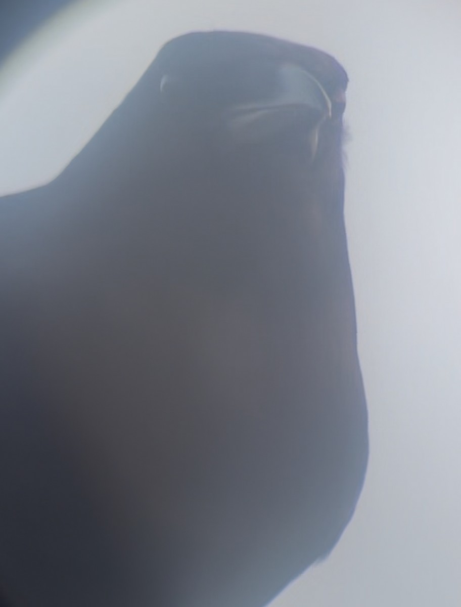 American Crow - ML645236697