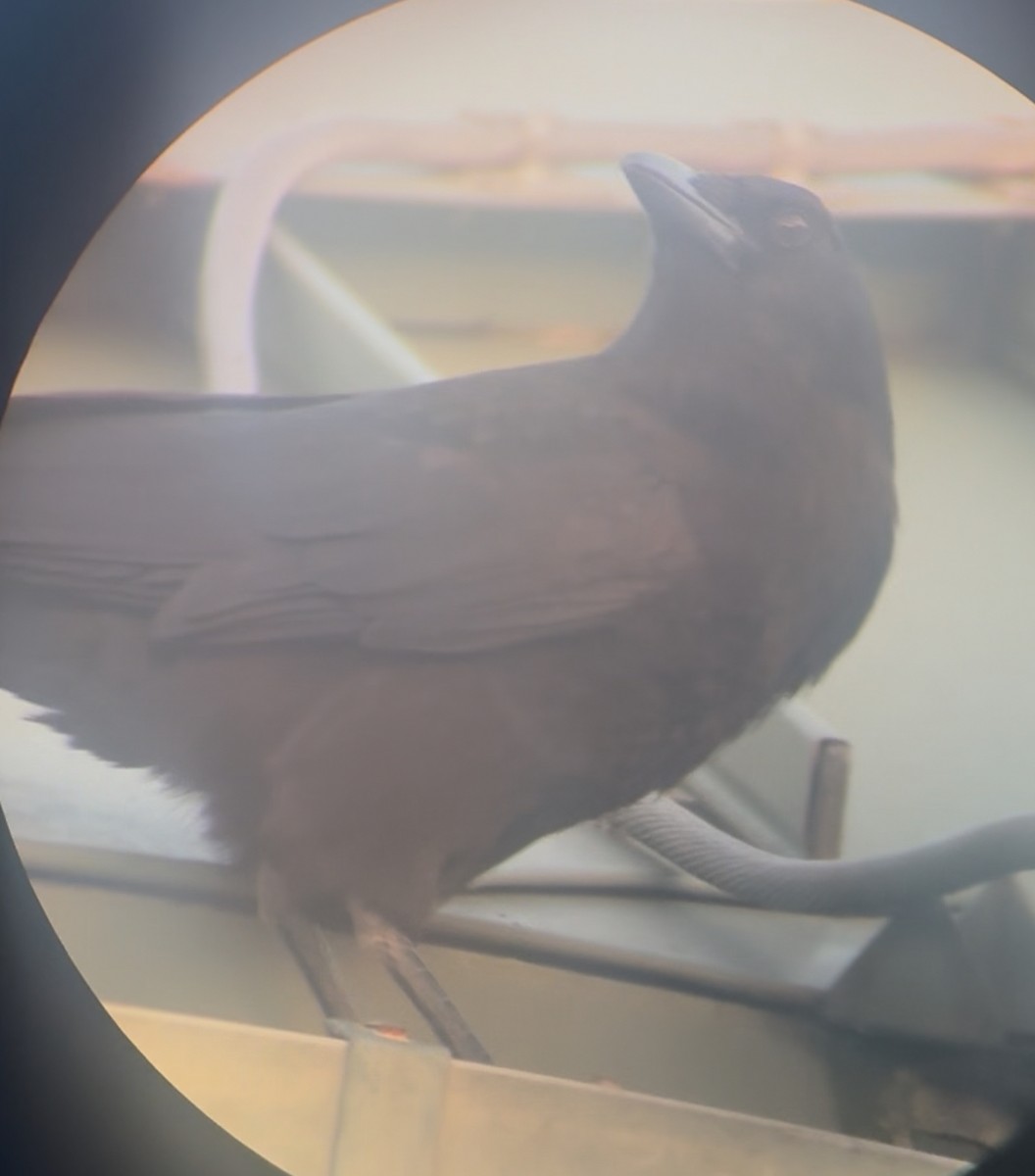 American Crow - ML645236698