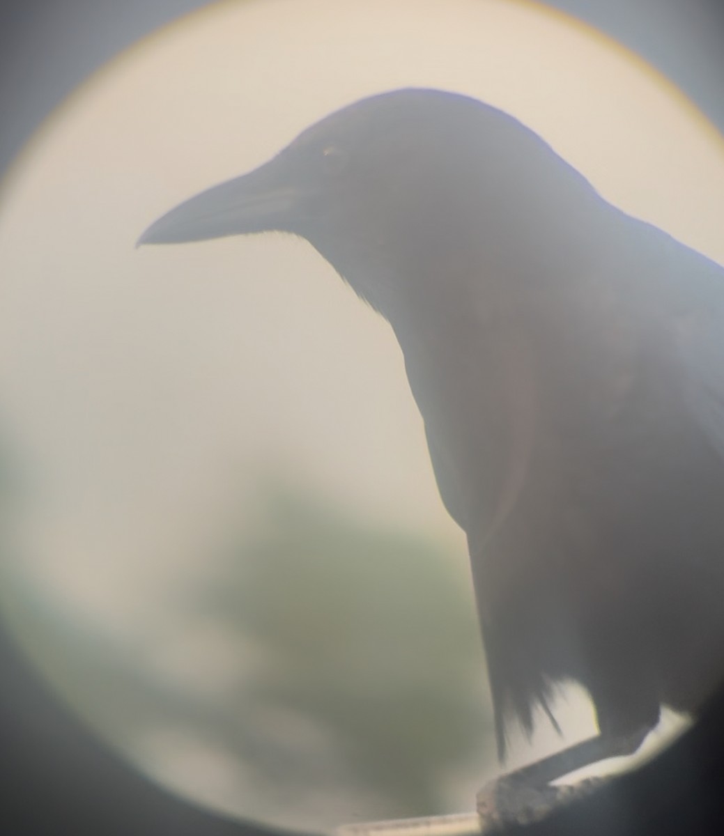 American Crow - ML645236699