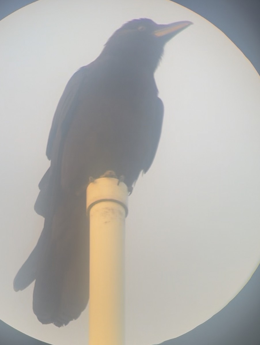 American Crow - ML645236700