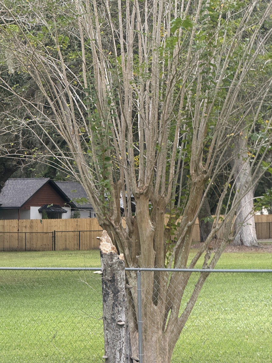 Downy Woodpecker - ML645236701