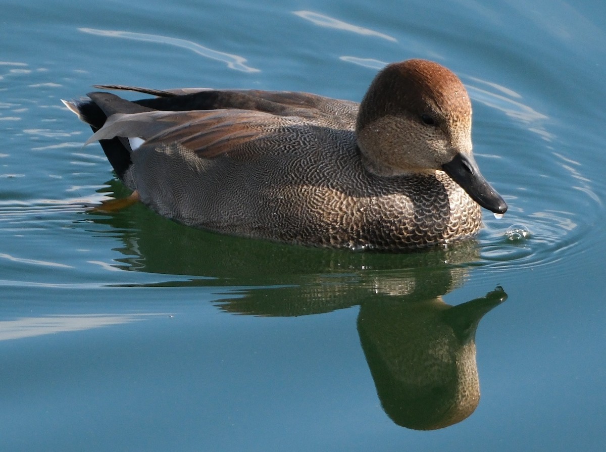 Нерозень - ML645236705